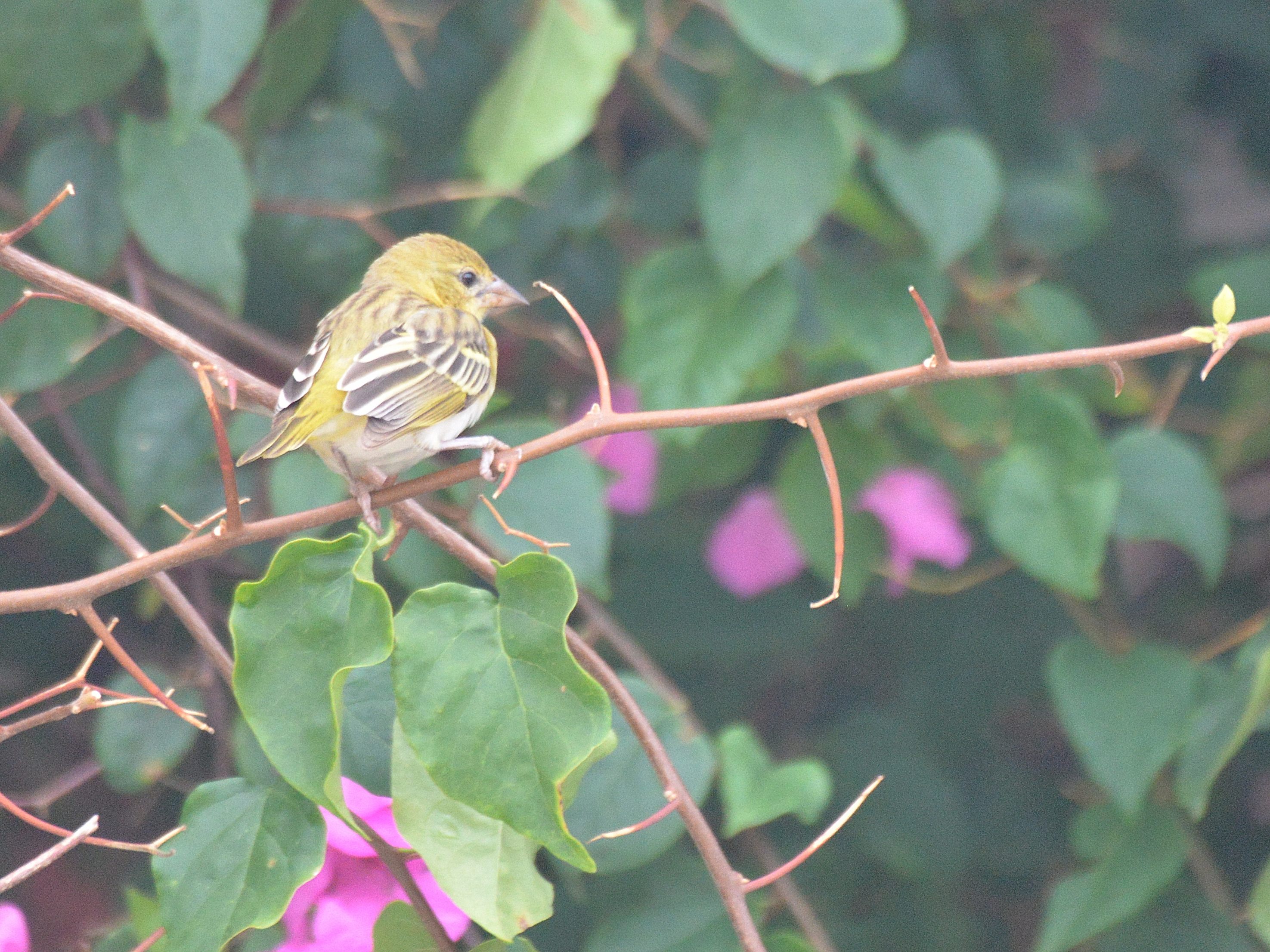 Tisserin Vitellin femelle (Vitelline masked weaver, Ploceus vitallinus) ,  s'apprétant à visiter les nids vides, Brousse de Somone.